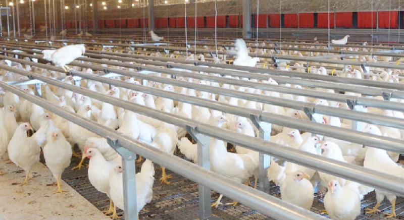 Russia Poultry Farming Project
